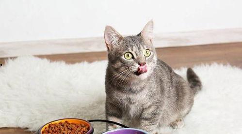 娱乐吃瓜酱29岁猫咪